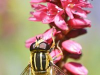 Helophilus hybridus 7, Moeraspendelvlieg, Saxifraga-Tom Heijnen