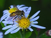 Helophilus pendulus 28, Gewone pendelvlieg, Saxifraga-Hans Dekker