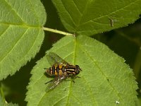 Helophilus pendulus 29, Gewone pendelvlieg, Saxifraga-Jan van der Straaten