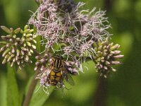 Helophilus pendulus 35, Gewone pendelvlieg, Saxifraga-Jan van der Straaten