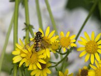 Helophilus pendulus 40, Gewone pendelvlieg, Saxifraga-Jan van der Straaten
