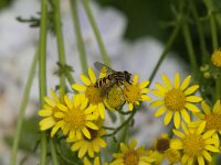 Helophilus pendulus 41, Gewone pendelvlieg, Saxifraga-Jan van der Straaten