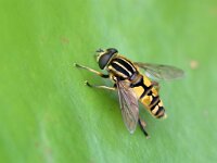 Helophilus pendulus 44, Gewone pendelvlieg, Saxifraga-Tom Heijnen