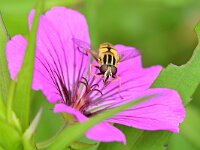 Helophilus pendulus 46, Gewone pendelvlieg, Saxifraga-Tom Heijnen