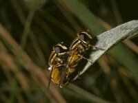 Helophilus pendulus 5, Gewone pendelvlieg, Saxifraga-Pieter van Breugel