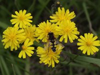 Helophilus trivittatus 14, Citroenpendelvlieg, Saxifraga-Peter Meininger