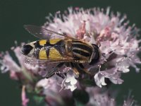 Helophilus trivittatus 2, Citroenpendelvlieg, male, Saxifraga-Frits Bink