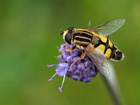 Helophilus trivittatus 24, Citroenpendelvlieg, Saxifraga-Hans Dekker