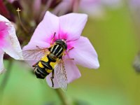 Helophilus trivittatus 26, Citroenpendelvlieg, Saxifraga-Tom Heijnen