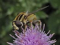 Helophilus trivittatus N0788 : Helophilus trivittatus, Citroenpendelvlieg, female