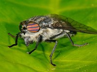 Hybomitra micans 8, Glanzende knobbeldaas, Saxifraga-Ab H Baas