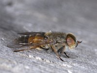 Hybomitra #02008 : Hybomitra, Horse fly, Daas, male