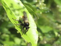 Laphria flava 2, Gele hommelroofvlieg, Saxifraga-Rob Felix : Animalia, Arthropoda, Diptera, Insecta, Project Natuurbalans, animal, arthropod, dier, dieren, fly, geleedpotige, geleedpotigen, insect, insecten, mug, tweevleugeligen, vlieg