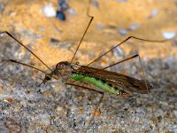 Limoniidae #00767 : Limoniidae, Limoniid Crane Flies, female