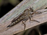 Machimus cingulatus #03497 : Machimus cingulatus, Robber fly, Ringpootroofvlieg, female