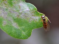 Melanostoma mellinum 7, Gewone driehoekszweefvlieg, Saxifraga-Tom Heijnen