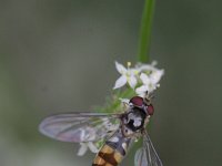 Meliscaeva auricollis 2, Variabel elfje, Saxifraga-Rutger Barendse