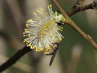 Meliscaeva auricollis 8, Variabel elfje, Saxifraga-Peter Meininger