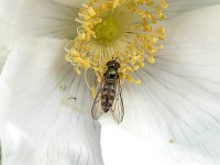 Meliscaeva auricollis 9, Variabel elfje, Saxifraga-Bart vastenhouw