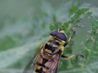 Myathropa florea 11, Doodskopzweefvlieg, Saxifraga-Rutger Barendse