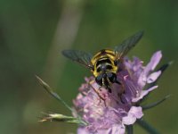 Myathropa florea 2, Doodskopzweefvlieg, female, Saxifraga-Frits Bink