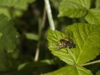 Myathropa florea 23, Doodskopzweefvlieg, Saxifraga-Jan van der Straaten