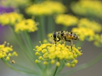 Myathropa florea 27, Doodskopzweefvlieg, Saxifraga-Tom Heijnen