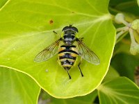 Myathropa florea 5, Doodskopzweefvlieg, Saxifraga-Peter Meininger