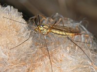 Nephrotoma appendiculata 8, female, Saxifraga-Ab H Baas