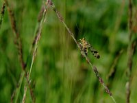 Panorpa communis 3, Schorpioenvlieg, Saxifraga-Rudmer Zwerver