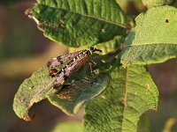 Panorpa communis 5, Schorpioenvlieg, Saxifraga-Hans Dekker