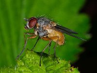 Phaonia rufiventris 2, Saxifraga-Ab H Baas