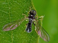 Pipunculidae sp 3, Saxifraga-Ab H Baas