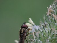 Platycheirus clypeatus 2, Gewoon platvoetje, Saxifraga-Rutger Barendse