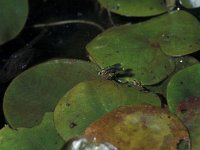 Poecilobothrus nobilitatus 2, Saxifraga-Frits Bink