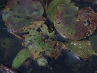 Poecilobothrus nobilitatus 3, Saxifraga-Frits Bink