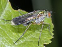 Poecilobothrus nobilitatus #02324 : Poecilobothrus nobilitatus, Slankpootvlieg, male