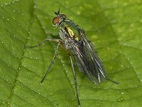 Poecilobothrus nobilitatus #07932 : Poecilobothrus nobilitatus, Slankpootvlieg, female