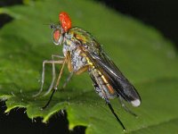 Poecilobothrus nobilitatus #13407 : Poecilobothrus nobilitatus, Slankpootvlieg, male, with parasitic mite