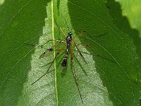 Ptychoptera contaminata 11, Saxifraga-Ab H Baas