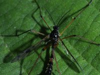 Ptychoptera contaminata 2, Saxifraga-Rutger Barendse