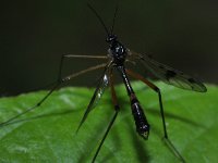 Ptychoptera contaminata 4, Saxifraga-Rutger Barendse