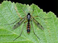 Ptychoptera contaminata 9, Saxifraga-Ab H Baas