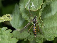 Ptychopteridae #02300 : Ptychoptera cf alternata, female