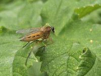 Rhagio tringarius N0812 : Rhagio tringarius, Snipe Fly, Snavelvlieg