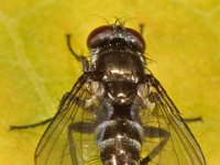 Rhinophora lepida 3, Gewone pissebedvlieg, Saxifraga-Ab H Baas