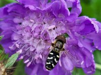 Scaeva pyrastri, 6 Witte halvemaanzweefvlieg, Saxifraga-Ben Delbaere
