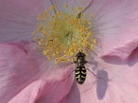 Scaeva selenitica 6, Gele halvemaanzweefvlieg, Saxifraga-Ab H Baas