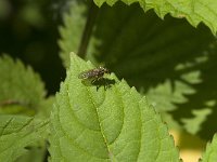 Scathophaga stercoraria 10, Strontvlieg, Saxifraga-Jan van der Straaten