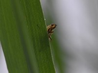 Scathophaga stercoraria 9, Strontvlieg, Saxifraga-Luuk Vermeer